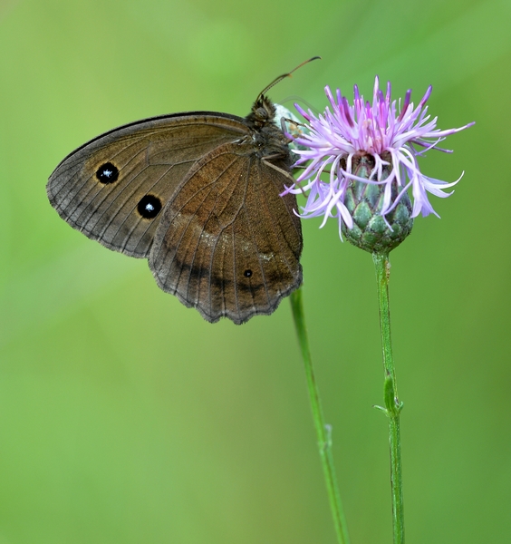 Minois dryas